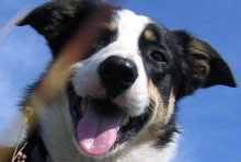 pet friendly group accommodation Lake District